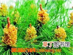 国珍松花粉的功效与作用