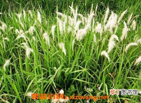 白茅花的作用与功效