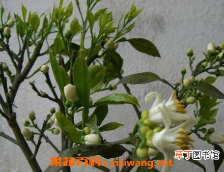 玳玳花的养植与修护