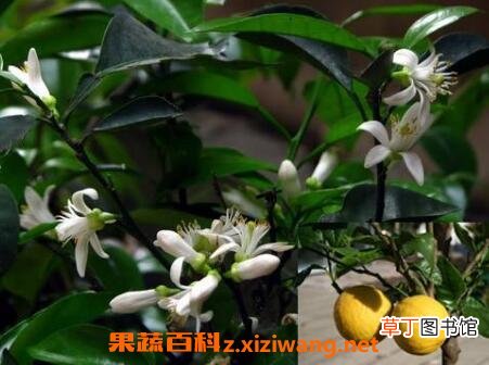 玳玳花的养植与修护