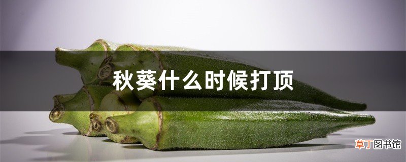 秋葵什么时候打顶