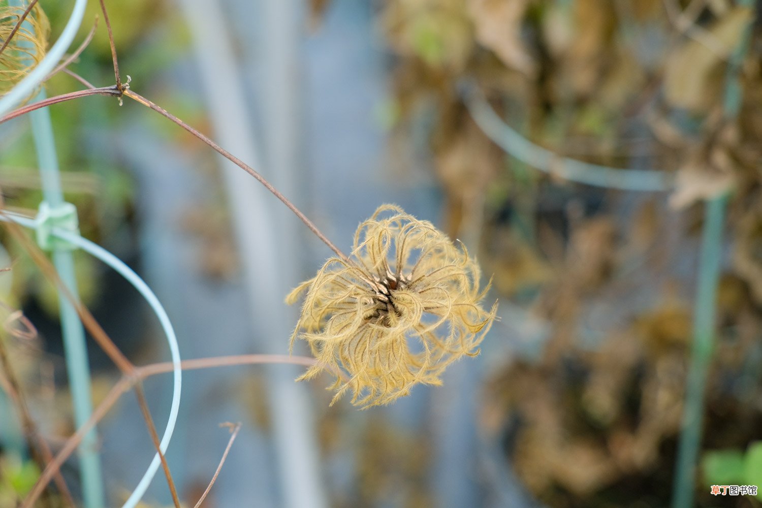 铁线莲种植与养护
