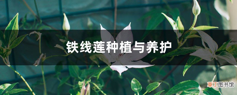 铁线莲种植与养护