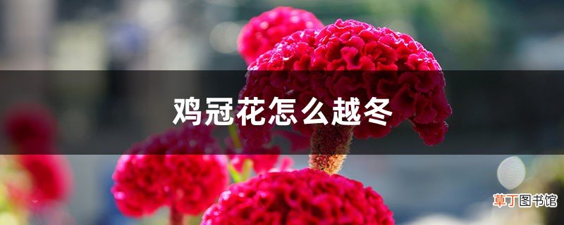 鸡冠花怎么越冬