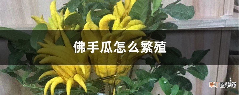 佛手瓜怎么繁殖