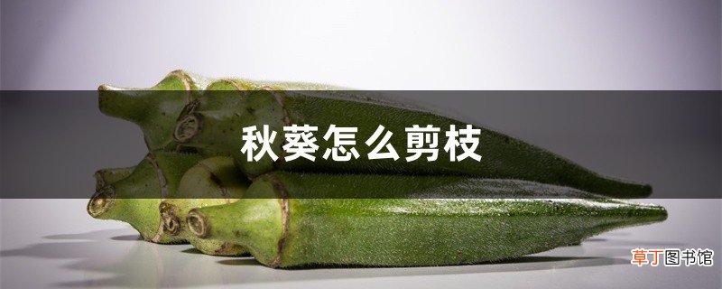 秋葵怎么剪枝