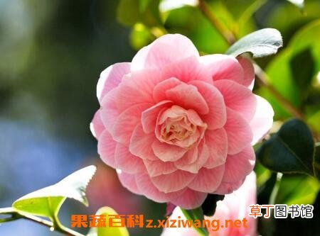山茶花的功效与作用及副作用