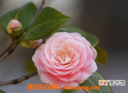 山茶花的功效与作用及副作用
