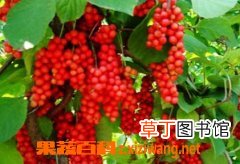五味子的功效与作用及食用方法