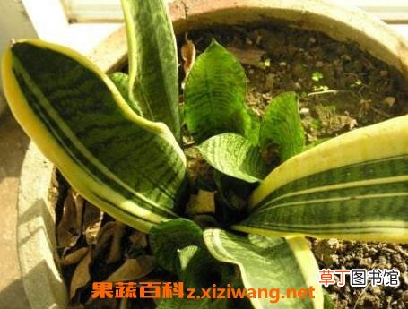 虎皮剑兰的养殖方法和注意事项