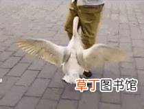 鹅为什么不能养一只 鹅为什么那么凶