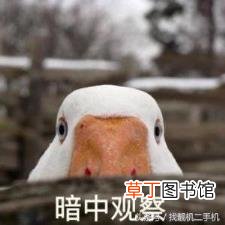 鹅为什么不能养一只 鹅为什么那么凶