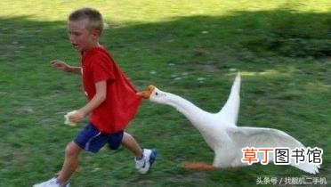 鹅为什么不能养一只 鹅为什么那么凶
