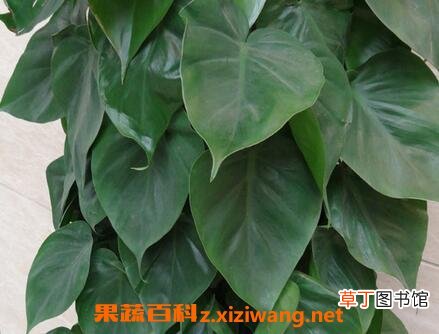 心叶藤有什么功效 心叶藤的药用价值