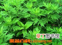 艾叶泡脚的功效与作用