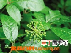 刺五加的功效与作用