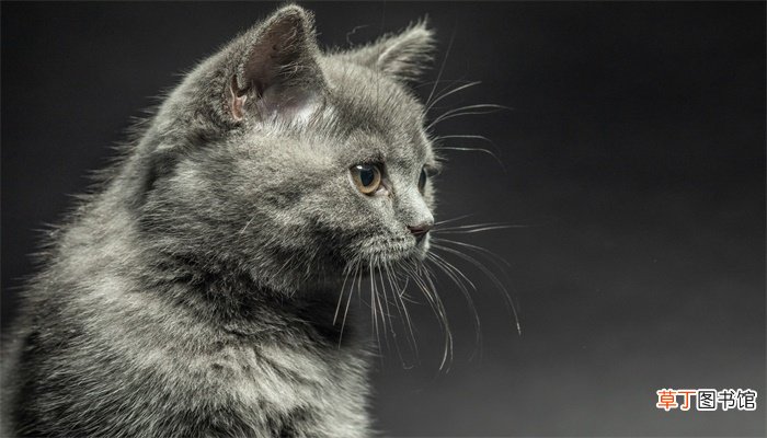 梦见猫追我
