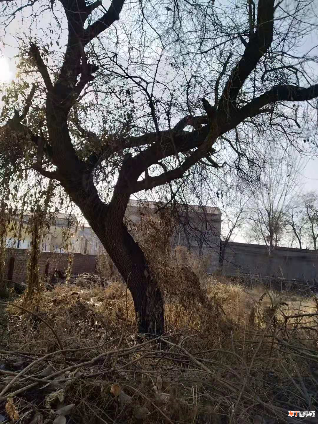咏物诗二十一首 咏物诗大全