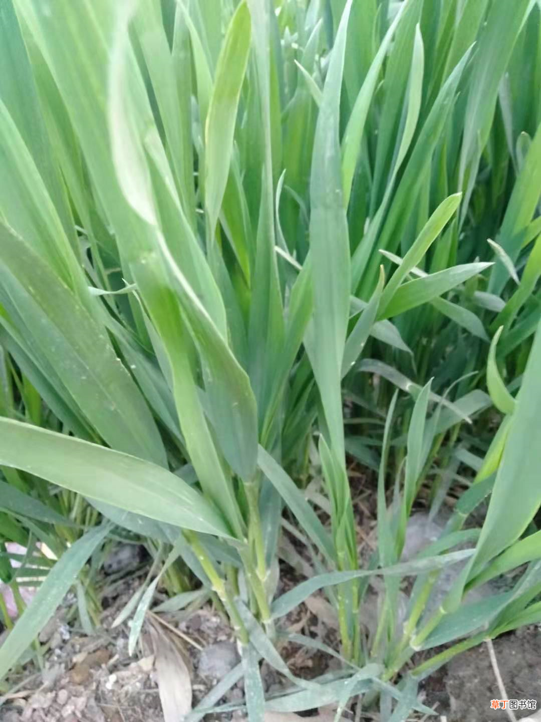 咏物诗二十一首 咏物诗大全