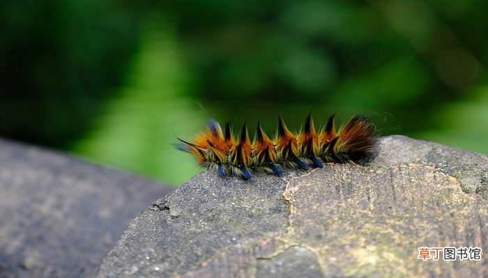 梦见虫子