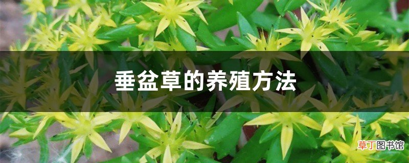 垂盆草的养殖方法