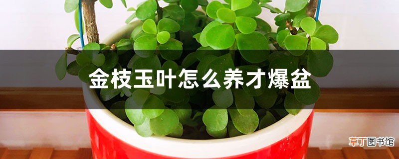 金枝玉叶怎么养才爆盆