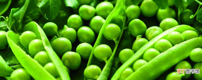 豌豆的种植方法和时间