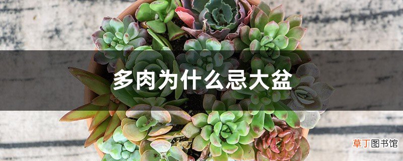 多肉为什么忌大盆