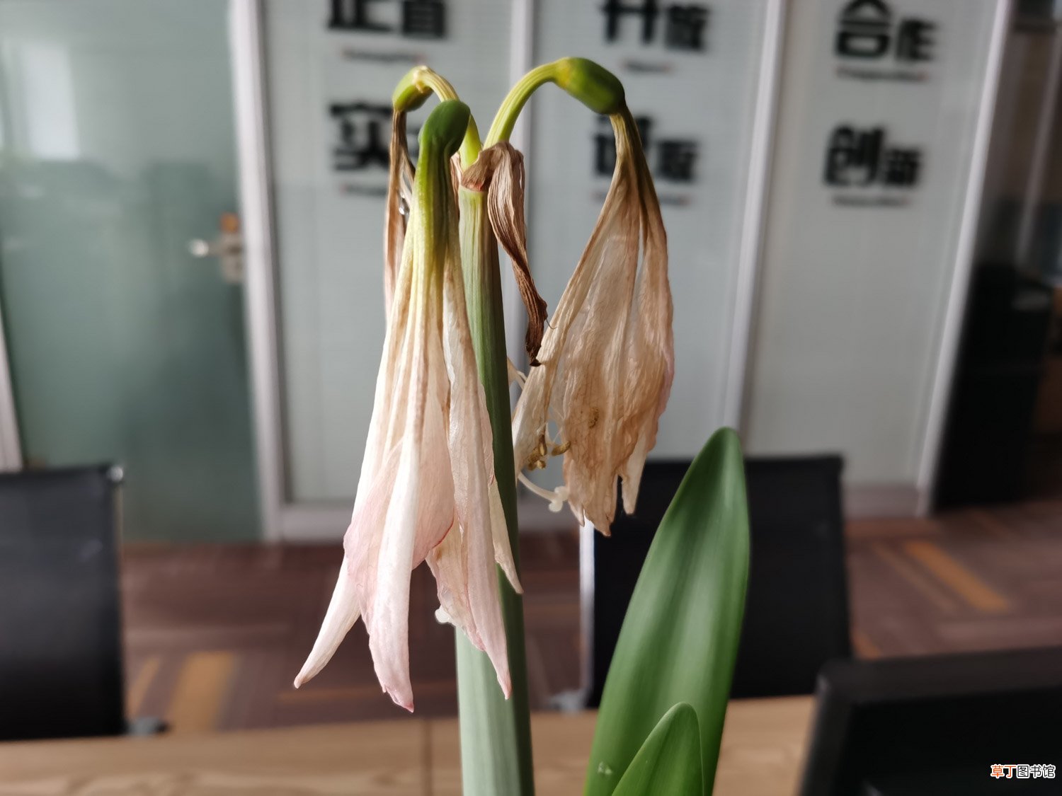 朱顶红用深盆还是浅盆