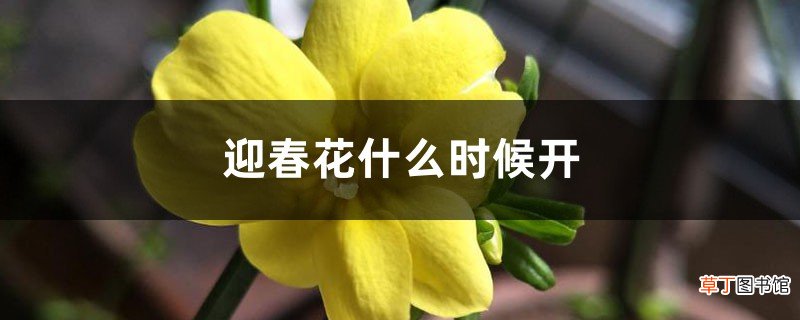 迎春花什么时候开