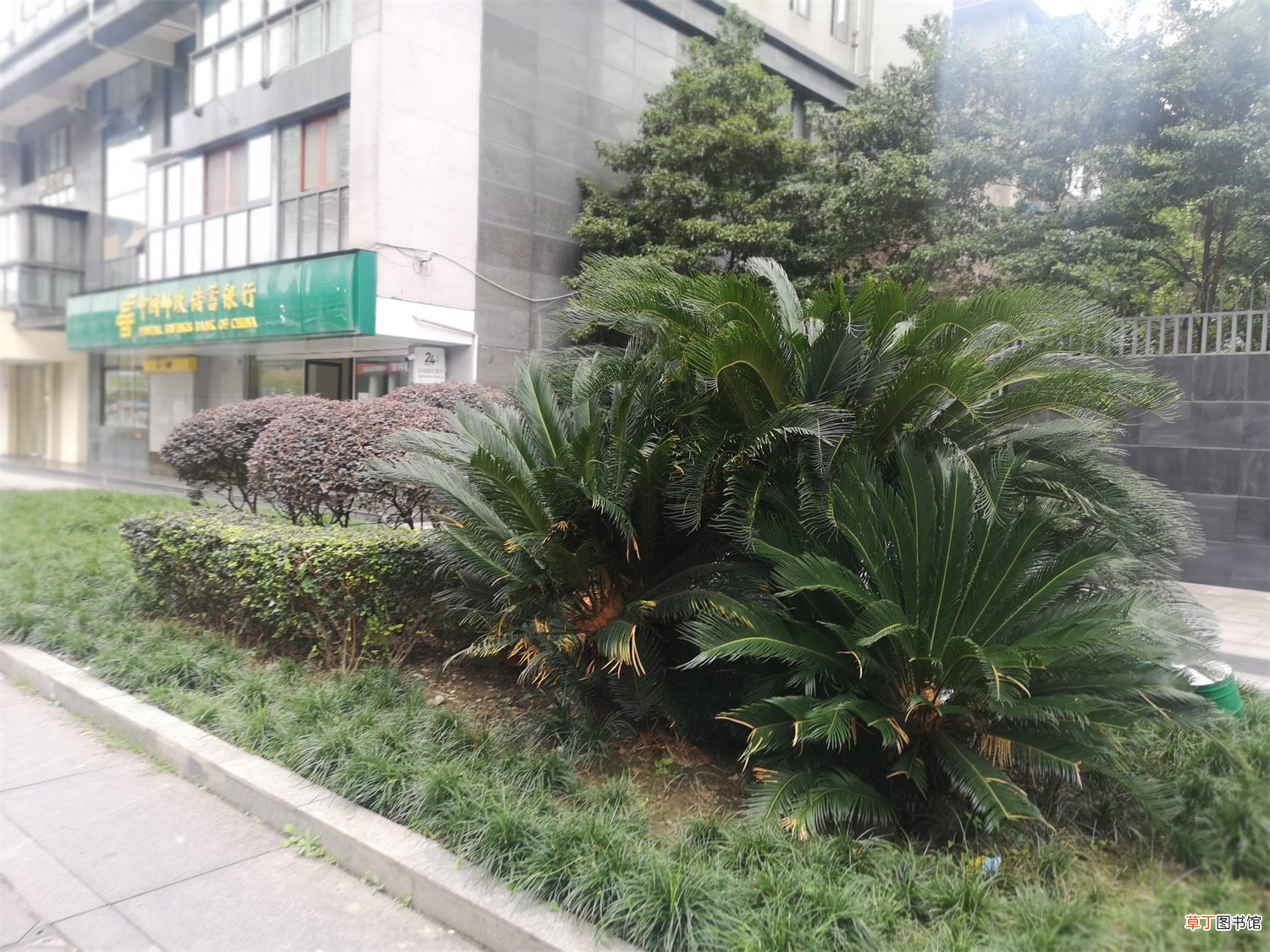 铁树开花吗