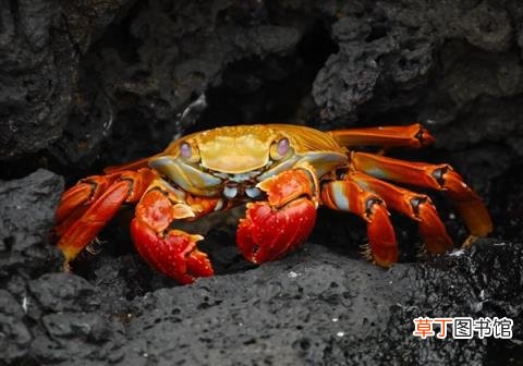 官微遭网友声讨：太失望了 胖哥俩肉蟹煲死蟹当活蟹卖上热搜