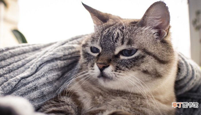周公解梦梦见被猫咬