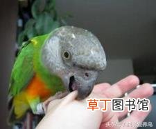 鹦鹉把同伴咬死了是为什么 鹦鹉为什么咬人