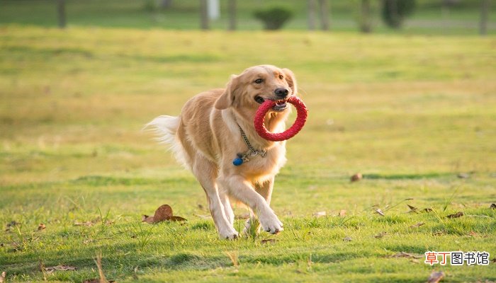 孕妇梦见被狗咬