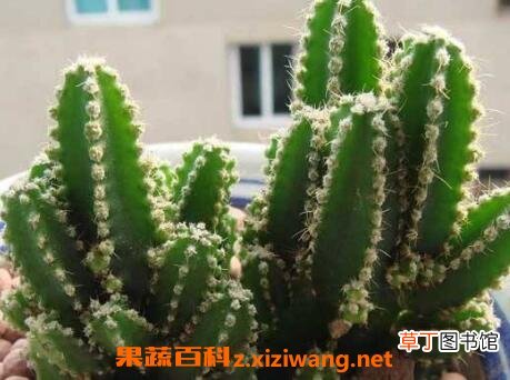 种植万重山的好处 万重山怎么养