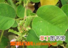 金钱草的功效与作用