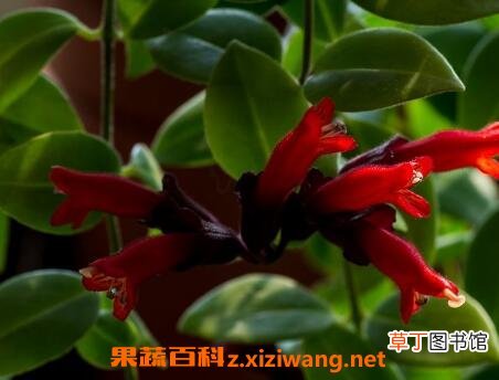 口红吊兰怎么扦插图解 口红吊兰怎么养