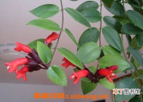 口红吊兰怎么扦插图解 口红吊兰怎么养