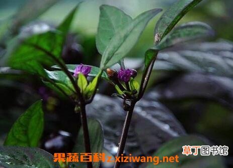 黑珍珠花怎么养 黑珍珠花的养殖方法技巧