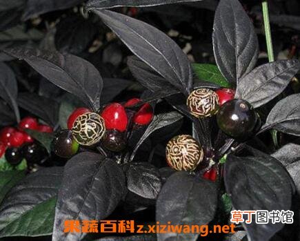 黑珍珠花怎么养 黑珍珠花的养殖方法技巧