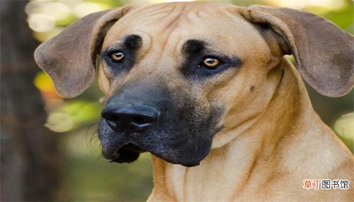 梦见狗咬死猫