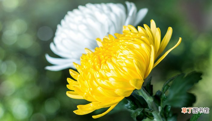 梦见花圈