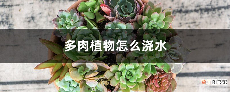 多肉植物怎么浇水，多久浇一次水