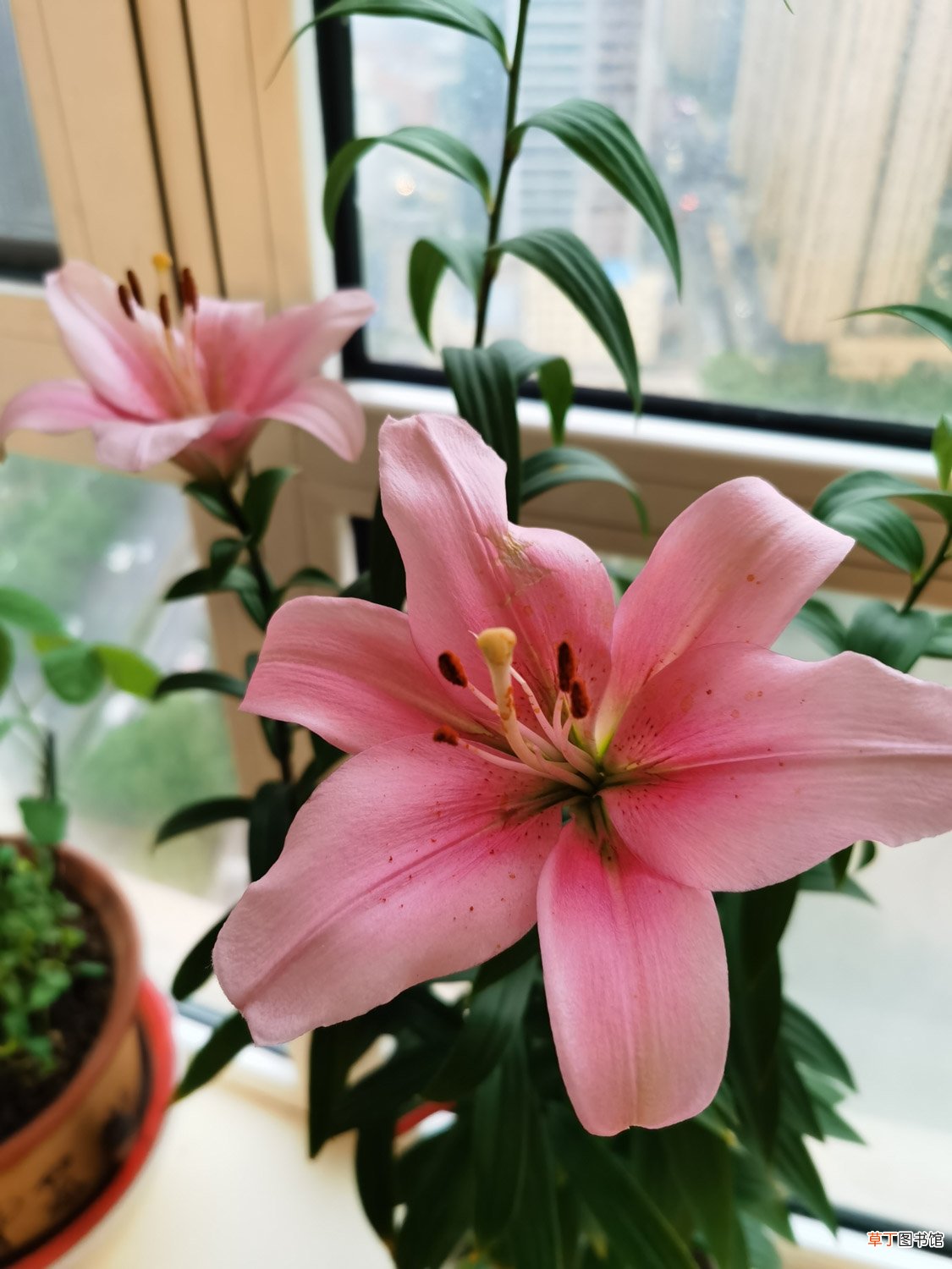 水养百合注意事项