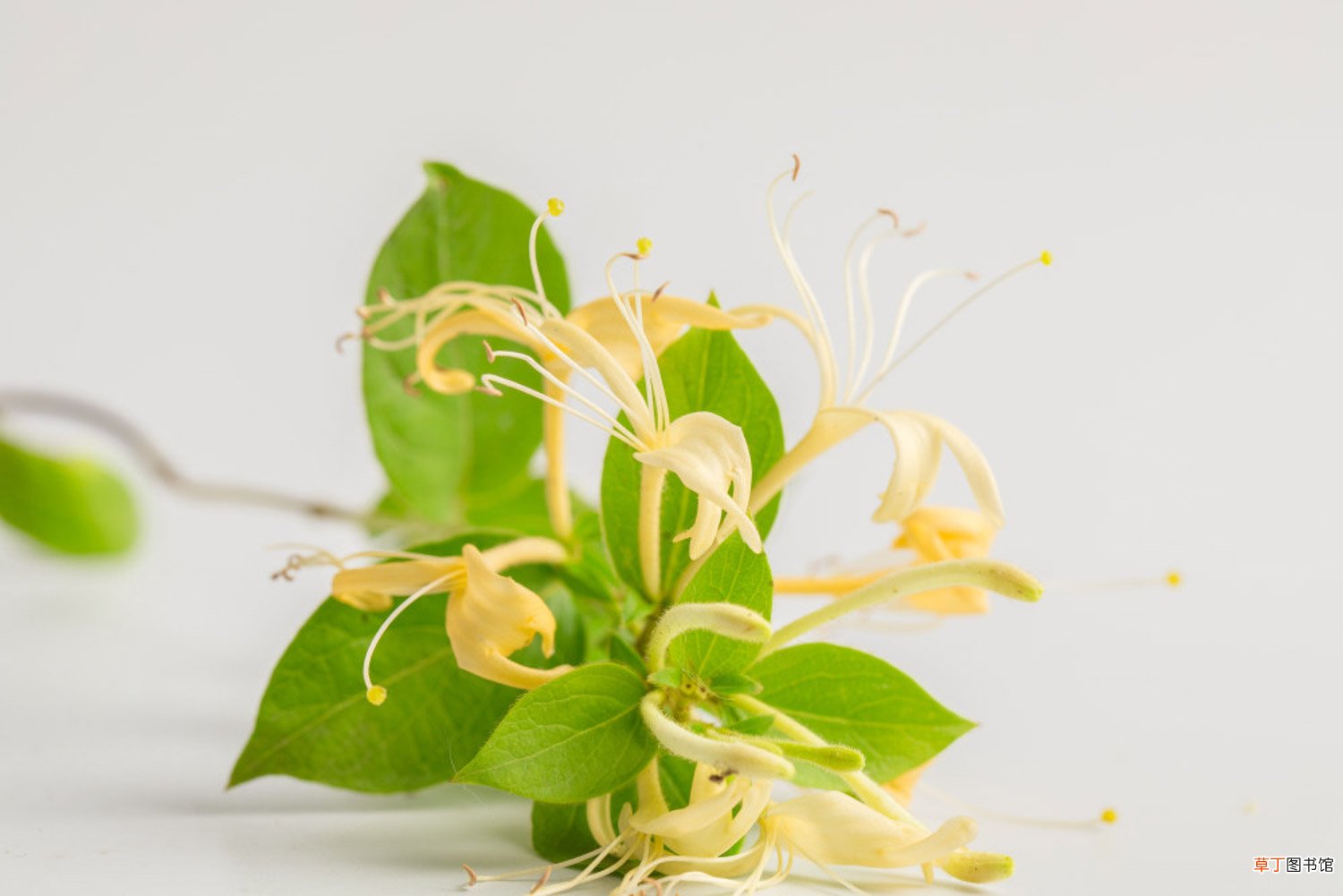 金银花施肥禁忌