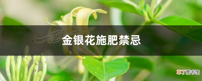 金银花施肥禁忌