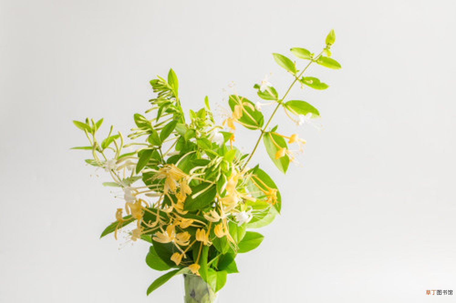金银花施肥禁忌