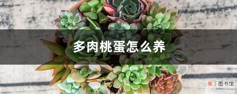 多肉桃蛋怎么养