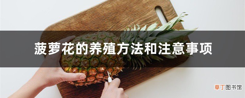 菠萝花的养殖方法和注意事项